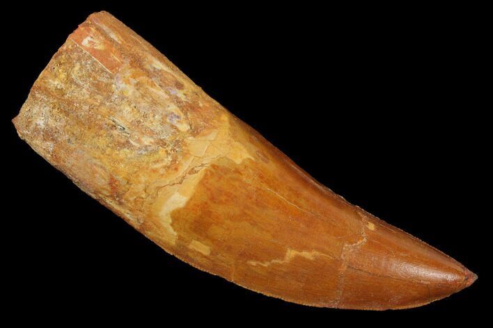 Fossil Carcharodontosaurus Tooth, Serrated - Morocco #110432